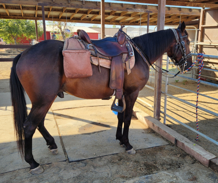 HorseID: 2318891 Rocky 2.0 - PhotoID: 1106088