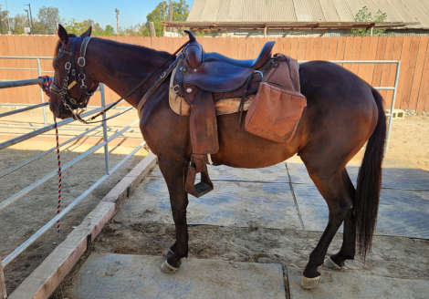 HorseID: 2318891 Rocky 2.0 - PhotoID: 1106089