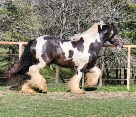 HorseID: 2318893 Shady Grove Shamrock - PhotoID: 1106092