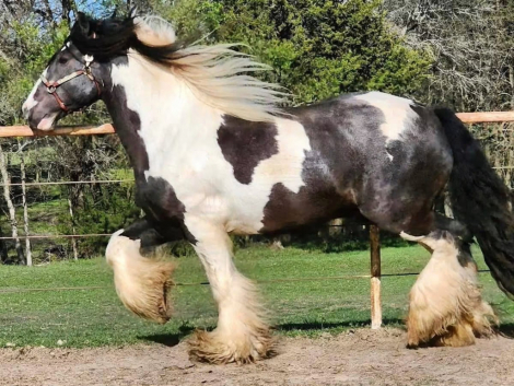 HorseID: 2318893 Shady Grove Shamrock - PhotoID: 1106093