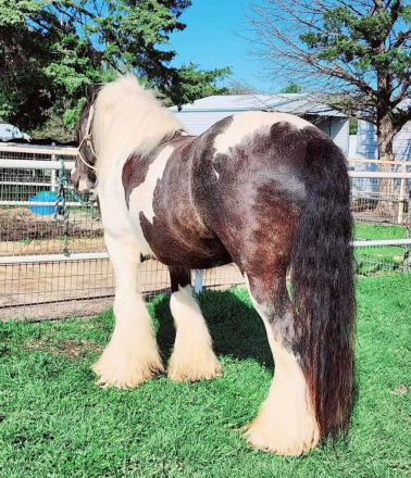 HorseID: 2318893 Shady Grove Shamrock - PhotoID: 1106094