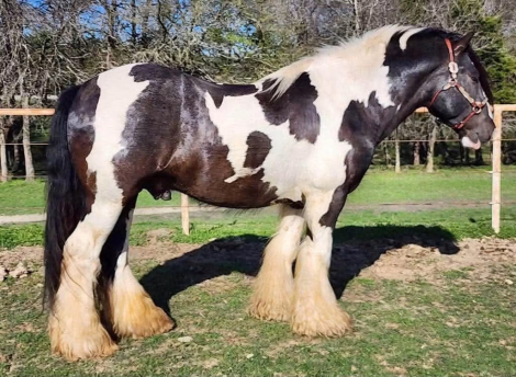 HorseID: 2318893 Shady Grove Shamrock - PhotoID: 1106095