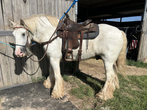 HorseID: 2318894 Skye - PhotoID: 1106096