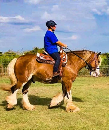 HorseID: 2318894 RGM Cayman Crown of Thor - PhotoID: 1107163