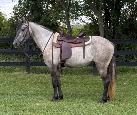 HorseID: 2318903 RHS Night Walker - PhotoID: 1106100