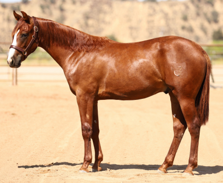 HorseID: 2318912 GOT GUNS WILL TRAVEL - PhotoID: 1106107