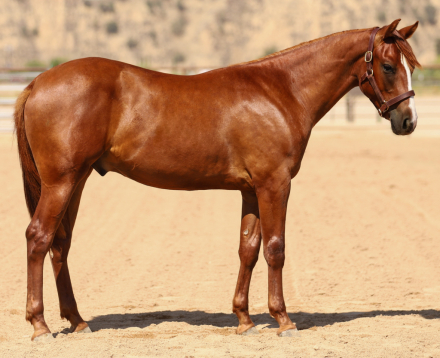 HorseID: 2318912 GOT GUNS WILL TRAVEL - PhotoID: 1106108