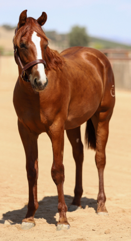 HorseID: 2318912 GOT GUNS WILL TRAVEL - PhotoID: 1106109