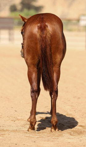 HorseID: 2318912 GOT GUNS WILL TRAVEL - PhotoID: 1106110