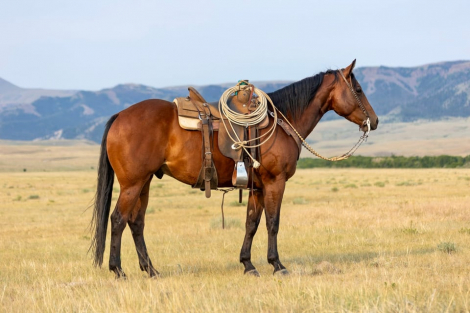 HorseID: 2318913 GC Son Of A King - PhotoID: 1106103