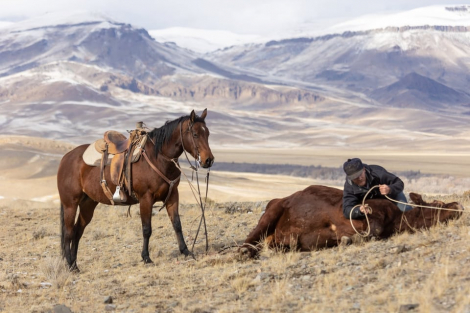 HorseID: 2318913 GC Son Of A King - PhotoID: 1106104