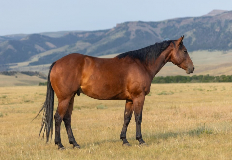 HorseID: 2318913 GC Son Of A King - PhotoID: 1106105