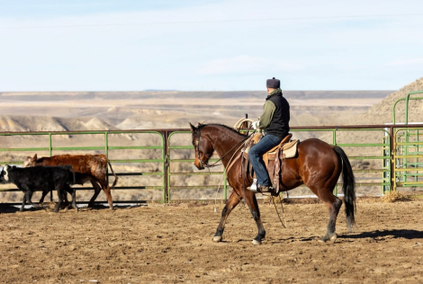 HorseID: 2318913 GC Son Of A King - PhotoID: 1106106
