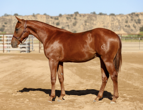 HorseID: 2318915 PEPPER PLEASE - PhotoID: 1106111