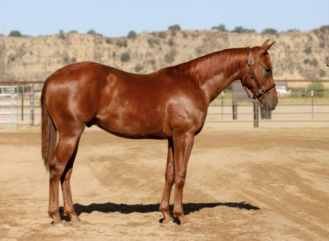HorseID: 2318915 PEPPER PLEASE - PhotoID: 1106112
