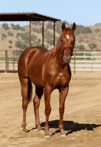HorseID: 2318915 PEPPER PLEASE - PhotoID: 1106113