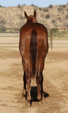 HorseID: 2318915 PEPPER PLEASE - PhotoID: 1106114
