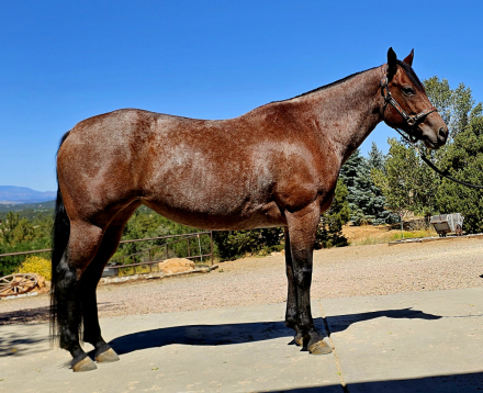 HorseID: 2318916 ROWDY RIPONE - PhotoID: 1106116