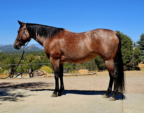 HorseID: 2318916 ROWDY RIPONE - PhotoID: 1106117