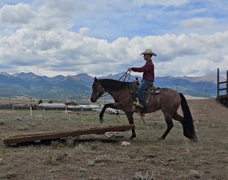 HorseID: 2318916 ROWDY RIPONE - PhotoID: 1106120