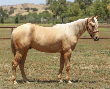 HorseID: 2318920 GW ONE LOVE - PhotoID: 1106122