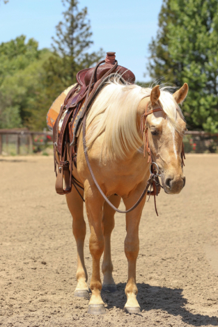 HorseID: 2318920 GW ONE LOVE - PhotoID: 1106123
