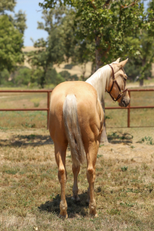 HorseID: 2318920 GW ONE LOVE - PhotoID: 1106124