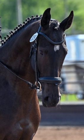 HorseID: 2318922 Dubonnet Rouge - PhotoID: 1106059