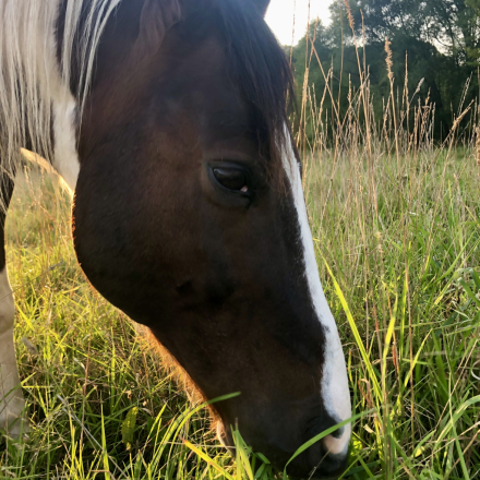 HorseID: 2318923 Spencer Tonto - PhotoID: 1106130