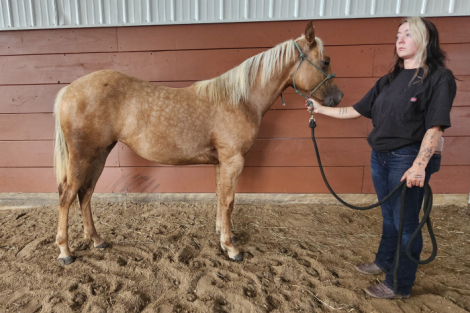 HorseID: 2318925 Cats Last Jewel - PhotoID: 1106138