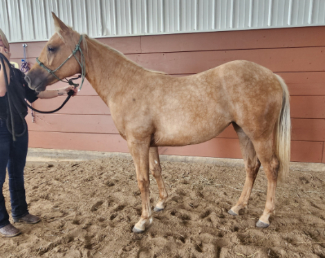 HorseID: 2318925 Cats Last Jewel - PhotoID: 1106139