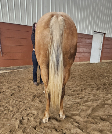 HorseID: 2318925 Cats Last Jewel - PhotoID: 1106141