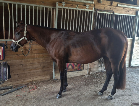 HorseID: 2318927 A High Investment - PhotoID: 1106155