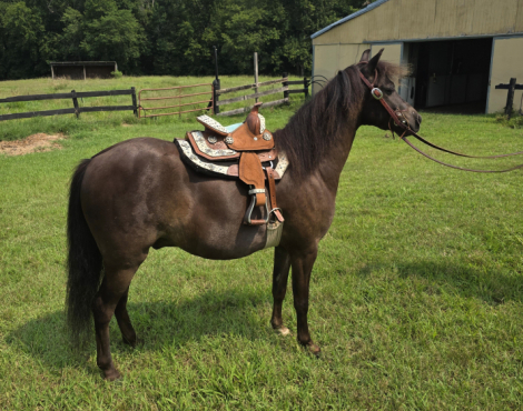 HorseID: 2318929 Moonrivers Licorice Twist (Buddy) - PhotoID: 1106147