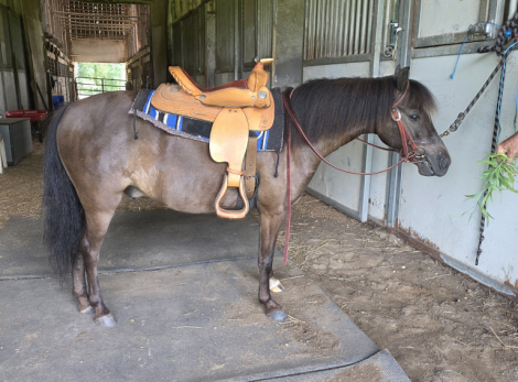 HorseID: 2318929 Moonrivers Licorice Twist (Buddy) - PhotoID: 1106148