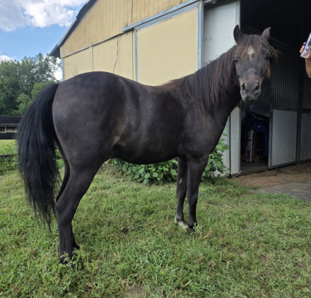 HorseID: 2318929 Moonrivers Licorice Twist (Buddy) - PhotoID: 1106149