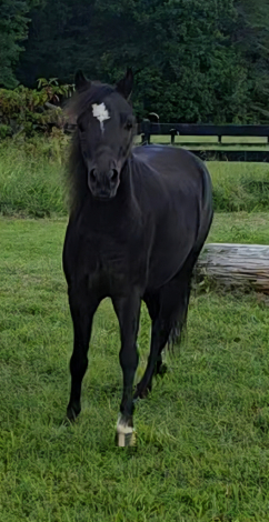 HorseID: 2318929 Moonrivers Licorice Twist (Buddy) - PhotoID: 1106150