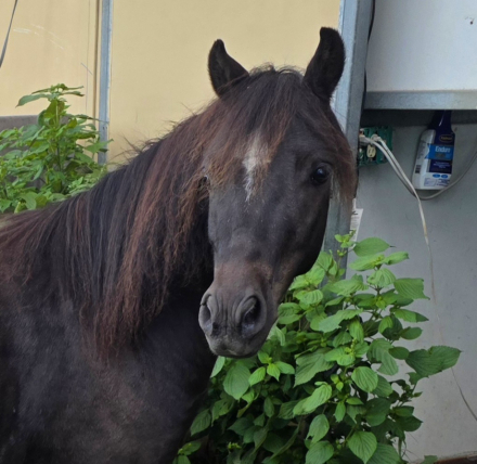 HorseID: 2318929 Moonrivers Licorice Twist (Buddy) - PhotoID: 1106151
