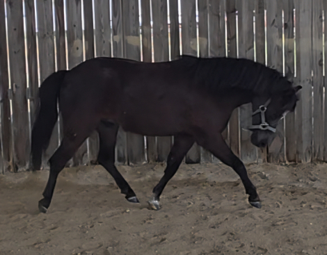 HorseID: 2318929 Moonrivers Licorice Twist (Buddy) - PhotoID: 1106152