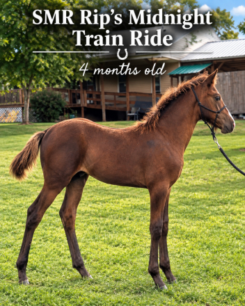 HorseID: 2318930 SMR Rip's Midnight Train Ride - PhotoID: 1106158