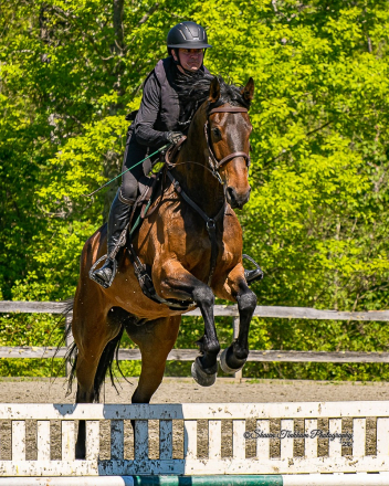 HorseID: 2318931 Night Owl - PhotoID: 1106160