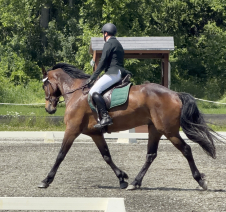 HorseID: 2318931 Night Owl - PhotoID: 1106162