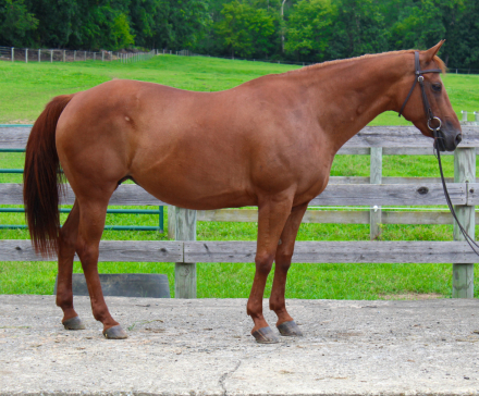HorseID: 2318933 Bridget - PhotoID: 1106166
