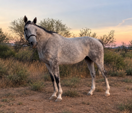 HorseID: 2318939 Smokin’ Good Time - PhotoID: 1106167