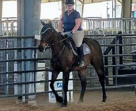 HorseID: 2318941 Aussie Rocks - PhotoID: 1106168