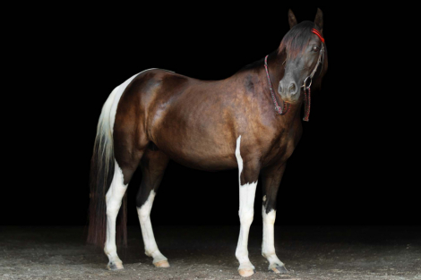 HorseID: 2318943 Sweet Cheyenne - PhotoID: 1106170