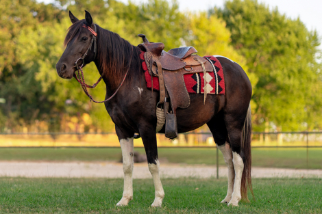 HorseID: 2318943 Sweet Cheyenne - PhotoID: 1106172