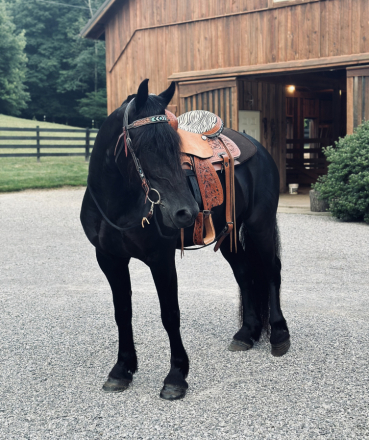 HorseID: 2318956 On My Honor - PhotoID: 1106183