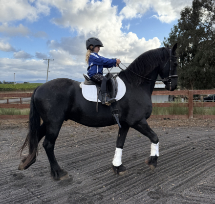 HorseID: 2318958 Zoekresultaten - PhotoID: 1106185
