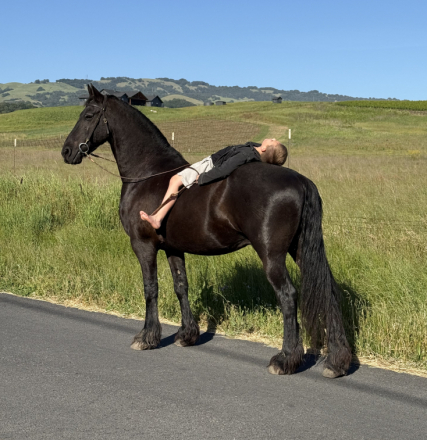 HorseID: 2318958 Zoekresultaten - PhotoID: 1106186